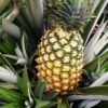 2 Pineapple Plants