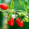 2 Red Goji Berry Plants - Goji Berry Fruit Plants From 7 To 12 Inch Tall - Medium - Red