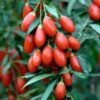 4 Red Goji Berry Trees - Fruit Plants - 4 Pack - Red - Goji Berry 6-12" Tall