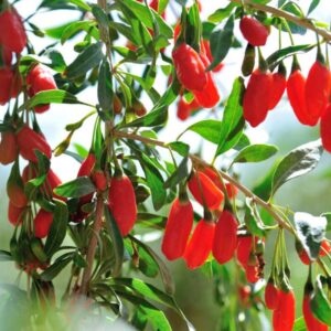Alternative view of 3 Live Red Goji Berry Plants - Edible Fruit - 6-12" Tall