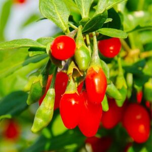 3 Red Goji Berry Trees - Fruit Plant - 6-14" Tall - Red-Orange - Lycium barbarum