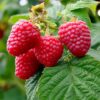 4 Raspberry Plants Live