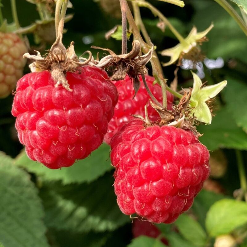 4 Raspberry Plants