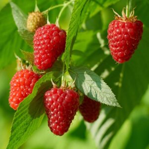 2 Raspberry Plants