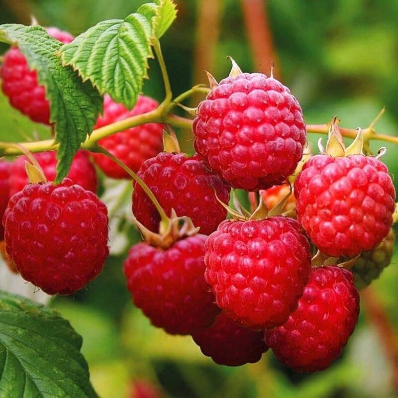 2 Raspberry