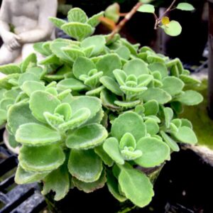 Alternative view of 4 Plectranthus Tomentosa Vicks Plants Live