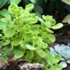 4 Plectranthus Tomentosa Vicks Plants Live