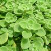 4 Plectranthus Tomentosa Vicks Plants