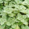 2 Plectranthus Tomentosa Vicks Plants Live