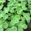 2 Plectranthus Tomentosa Vicks Plants