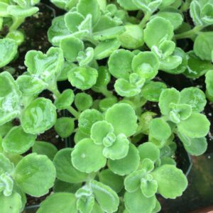 2 Plectranthus Tomentosa Vicks Plants