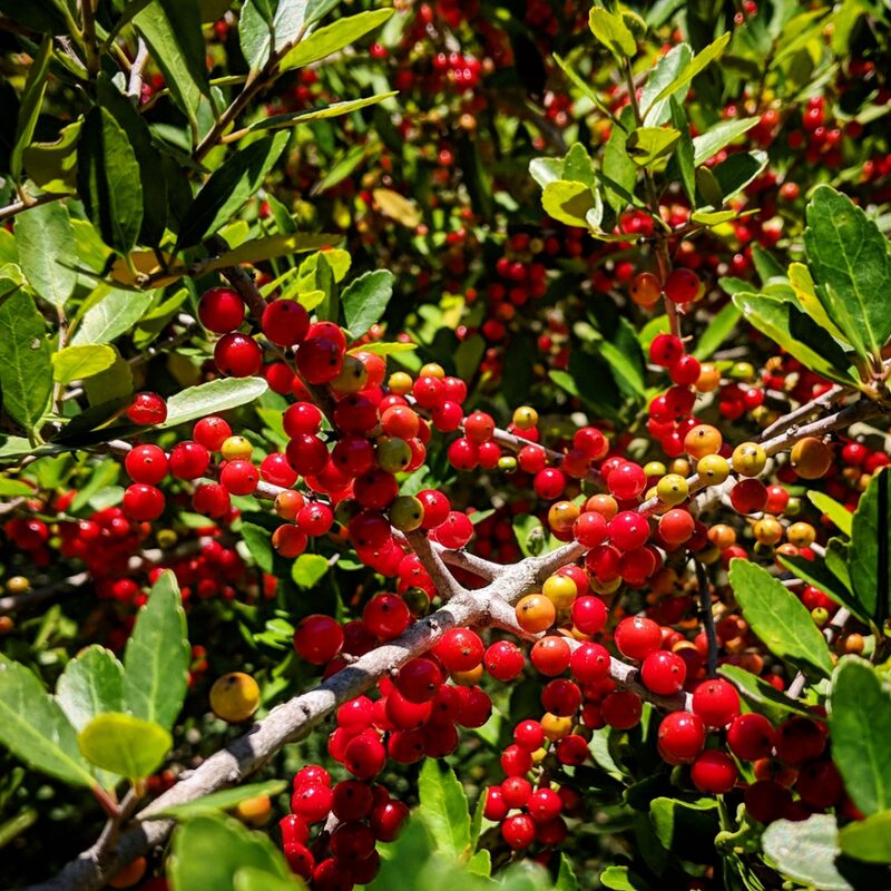 2 Dwarf Yaupon Holly Trees