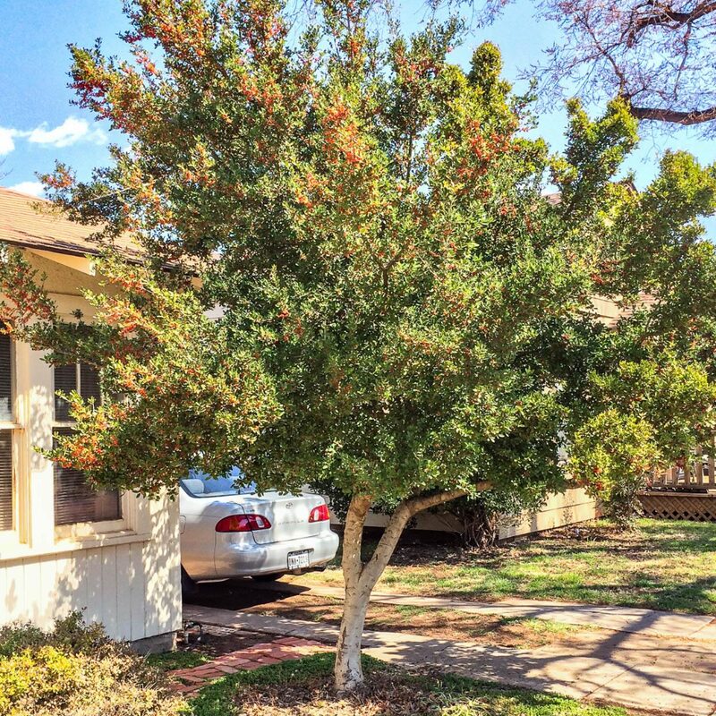 2 Yaupon Holly Trees - Image 2