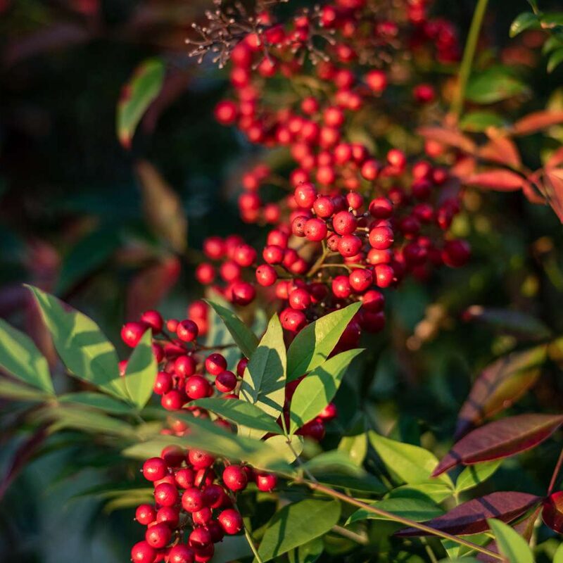 2 Yaupon Holly Trees