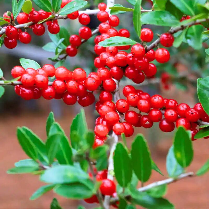 Dwarf Yaupon Holly Tree - Image 6