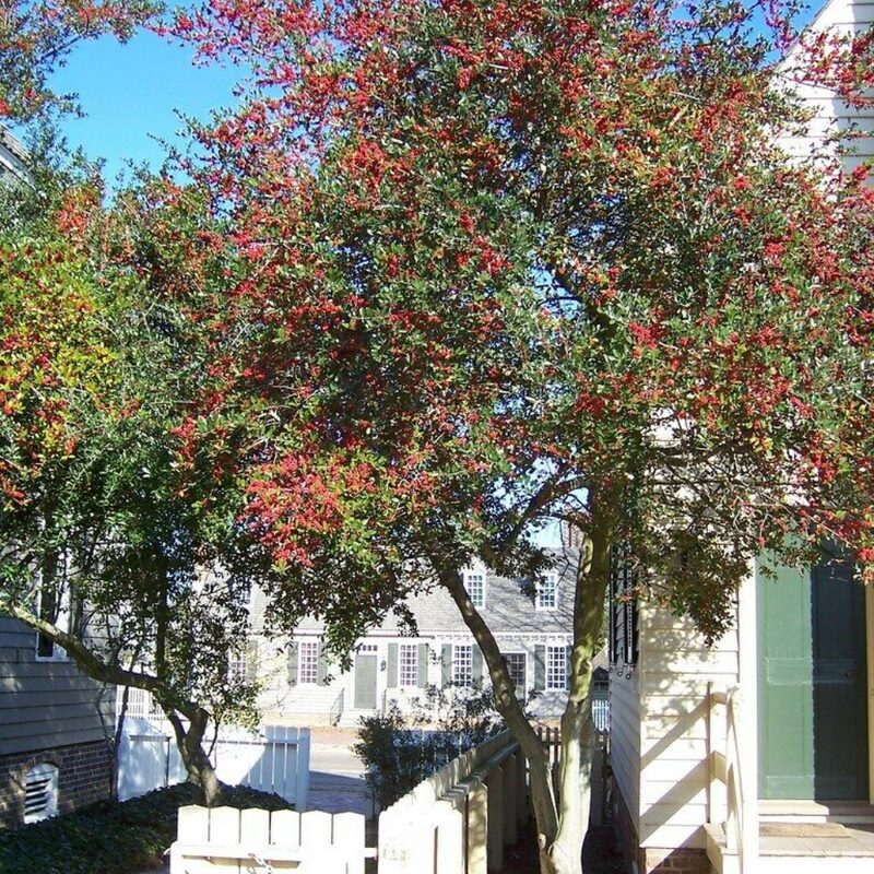 Dwarf Yaupon Holly Tree - Image 5