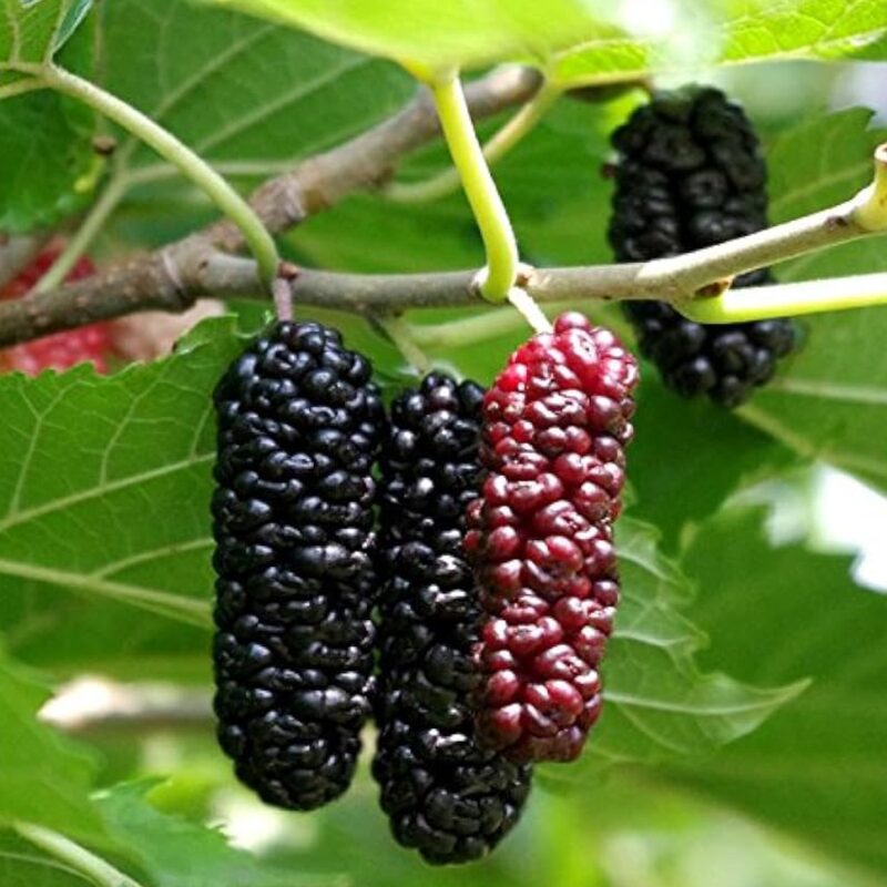 Mulberry