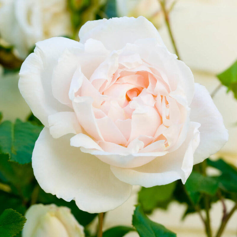 Vine Climbing Rose Plant Live - Image 5