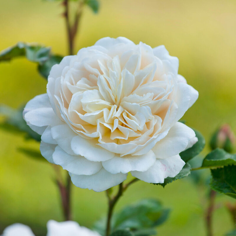 Vine Climbing Rose Plant Live - Image 4