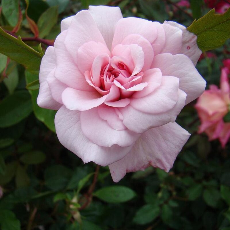 Cecile Brunner Climbing Rose Plant Live - Image 5
