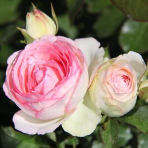 Alternative view of Eden Rose Pink Climbing Rose Plant Live