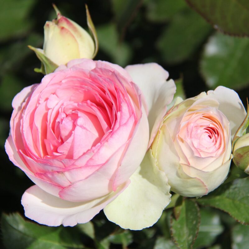 Eden Rose Pink Climbing Rose Plant Live - Image 2