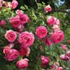 Eden Rose Pink Climbing Rose Plant Live