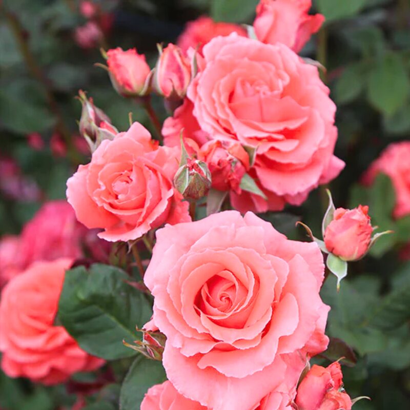 America Salmon Pink Climbing Rose Plant Live - Image 5