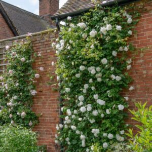 Alternative view of Madame Alfred Carriere Climbing Rose Plant Live