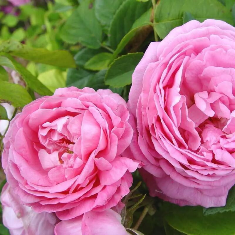 Madam Ernest Calvat Rose Plant Live - Image 3