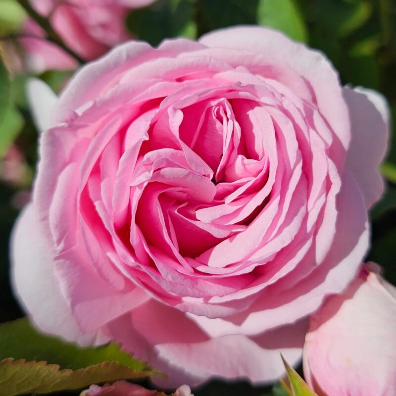 Madam Ernest Calvat Rose Plant Live - Image 2