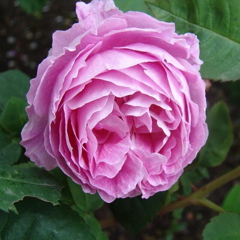 Madam Ernest Calvat Rose Plant Live