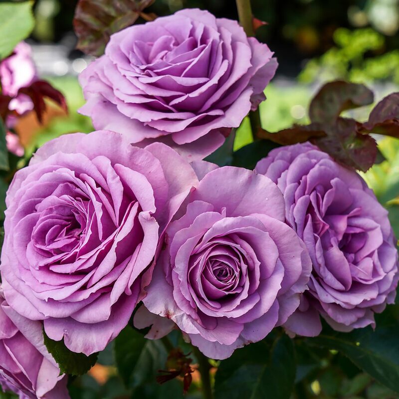 Silver Cloud Rose Plant Live