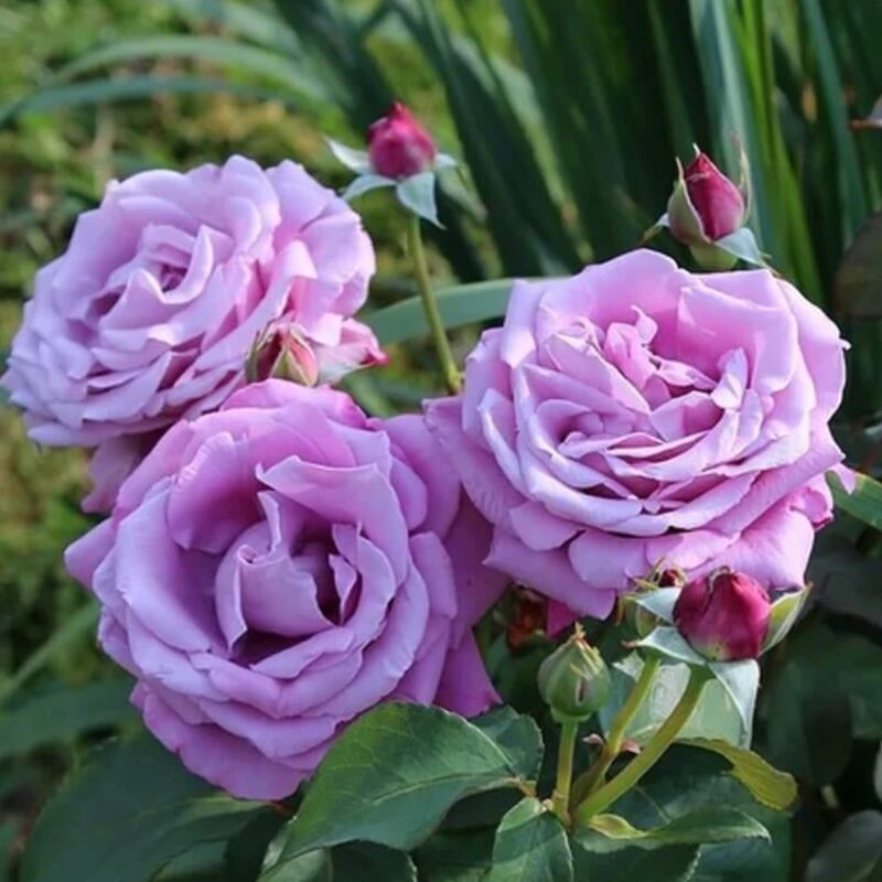 Heirloom Fragrant Plum Rose Plant Live, 2 Quart Rose Potted Live Plant - Image 6