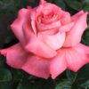 Touch Of Class Rose Plant Live
