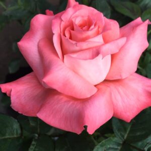 Touch Of Class Rose Plant Live