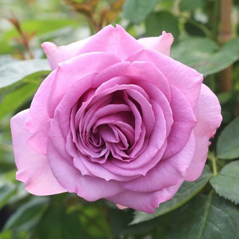 Heirloom Fragrant Plum Rose Plant Live, 2 Quart Rose Potted Live Plant - Image 3