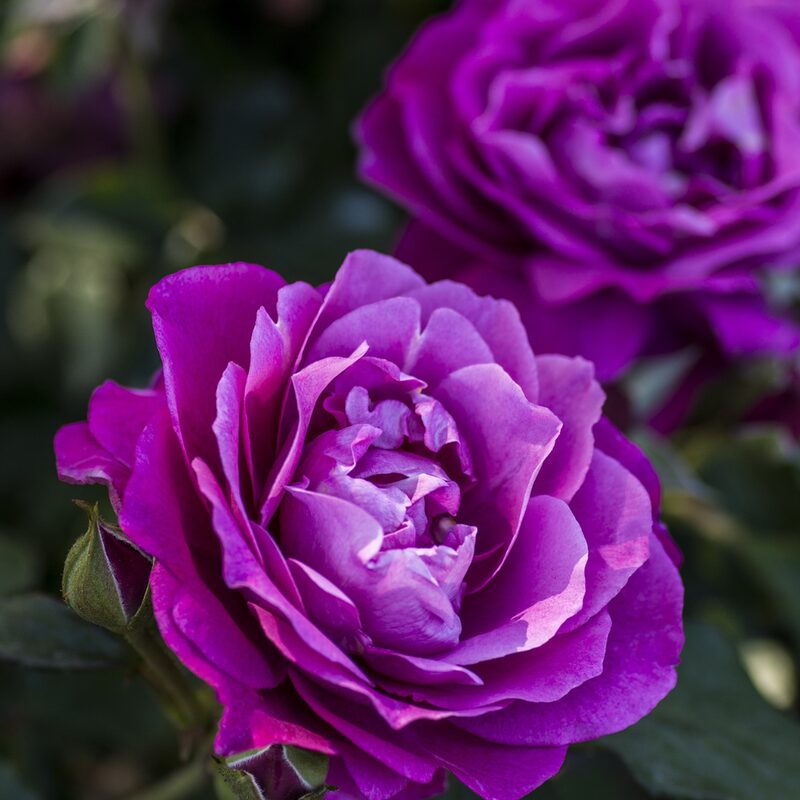 Heirloom Fragrant Plum Rose Plant Live, 2 Quart Rose Potted Live Plant