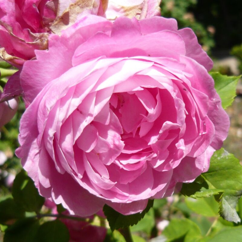 Reine Victoria Rose Plant Live - Image 3
