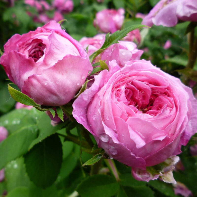 Reine Victoria Rose Plant Live - Image 4