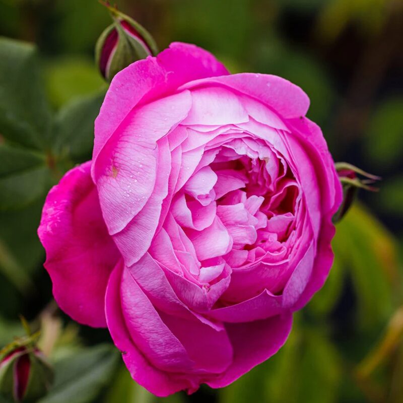 Reine Victoria Rose Plant Live - Image 2