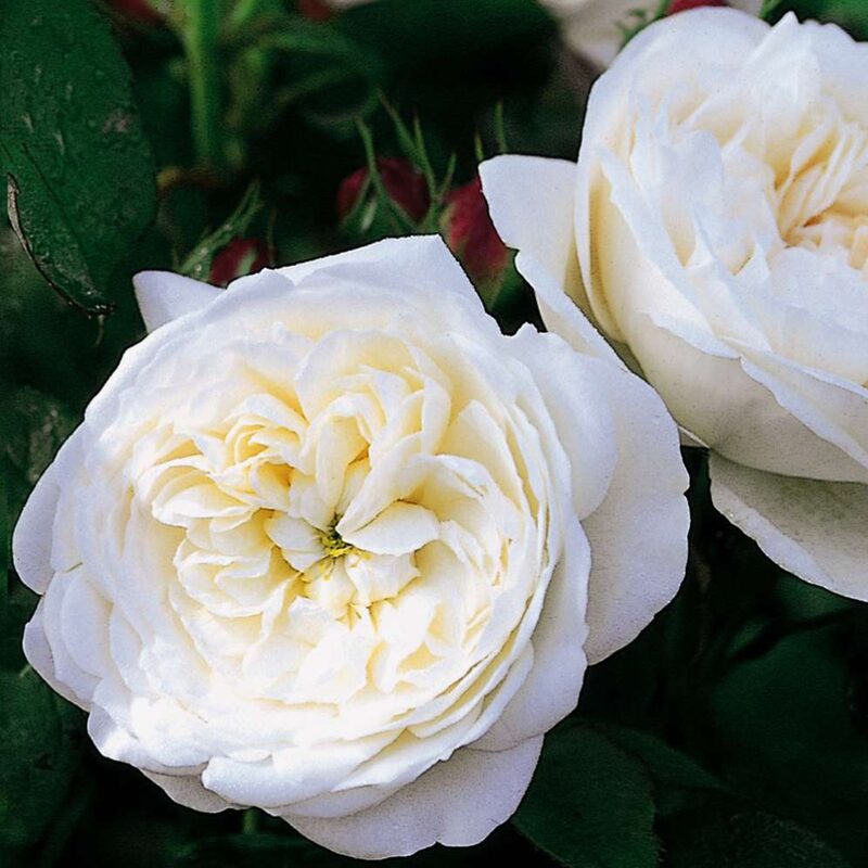 White Meilland Rose Plant Live - Image 6