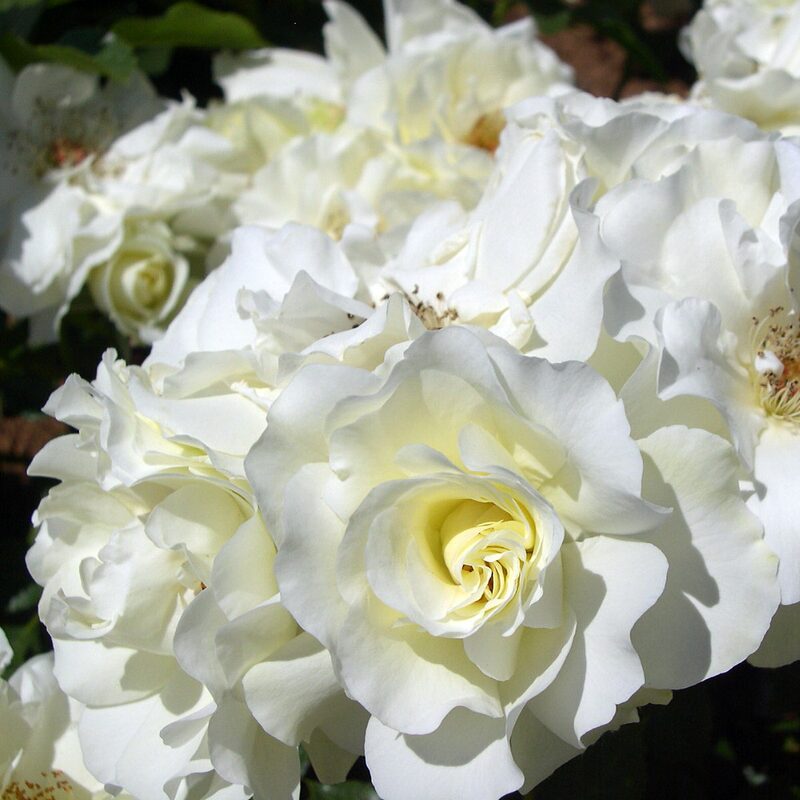 White Meilland Rose Plant Live - Image 5