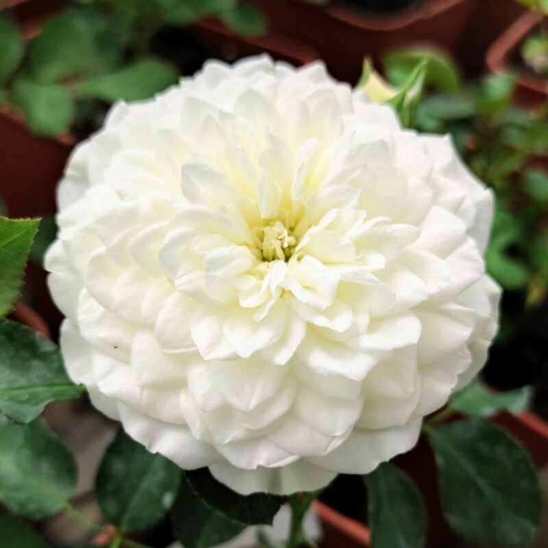White Meilland Rose Plant Live - Image 4
