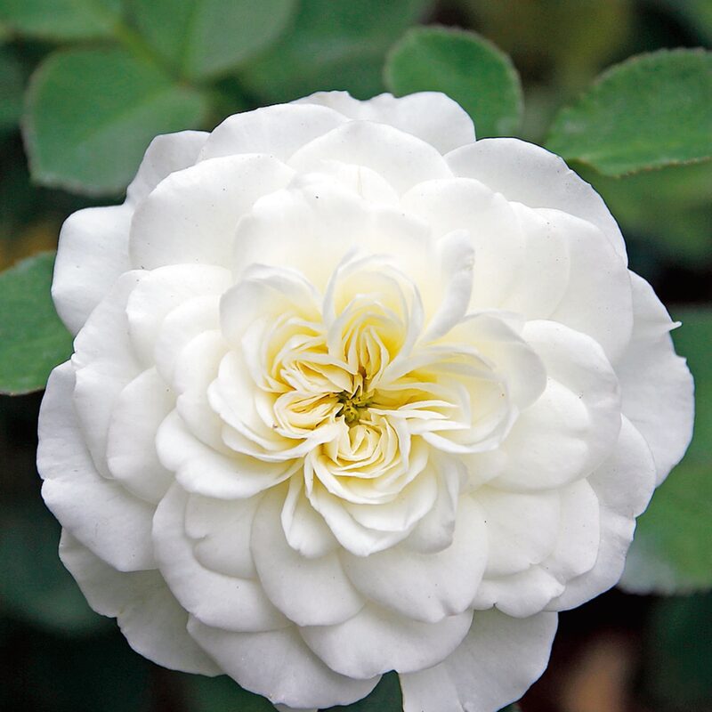 White Meilland Rose Plant Live - Image 3