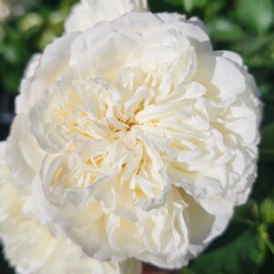 Alternative view of White Meilland Rose Plant Live