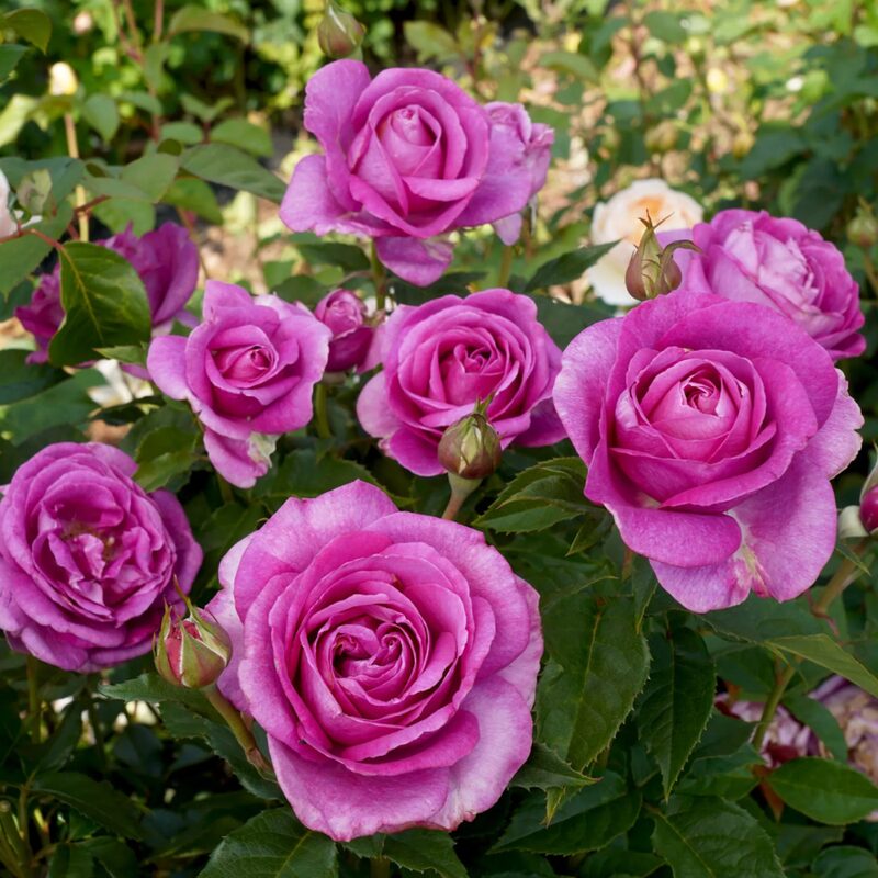 Melody Perfume Rose Plant Live - Image 6