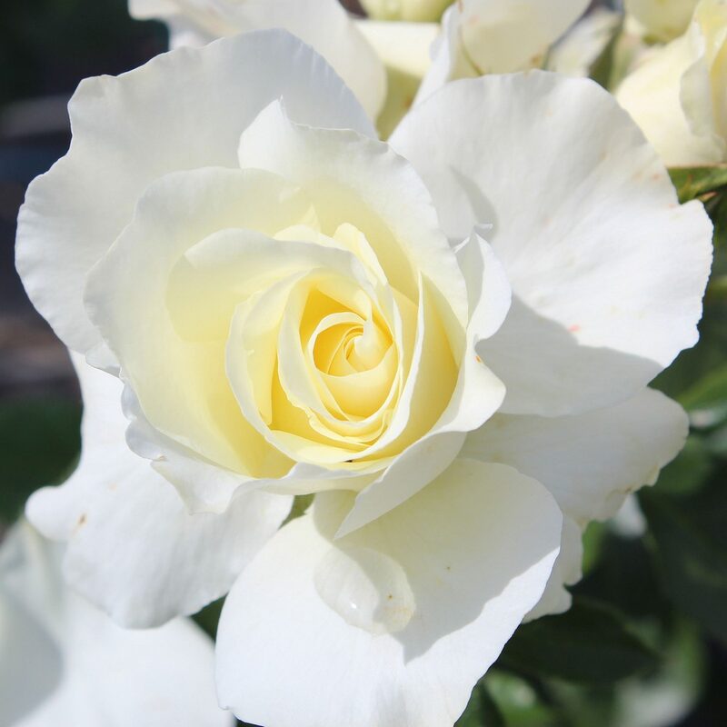 White Meilland Rose Plant Live