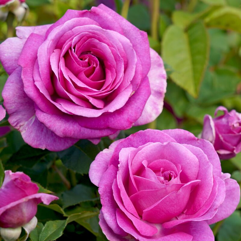 Melody Perfume Rose Plant Live - Image 5