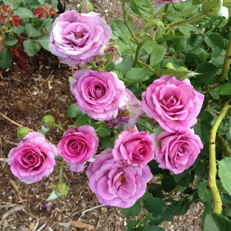 Melody Perfume Rose Plant Live - Image 4